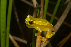 Dendropsophus elegans