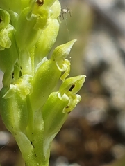 Microtis unifolia