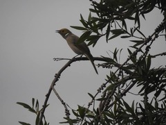 Ptilotula penicillata