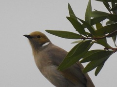 Ptilotula penicillata