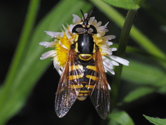 Chrysotoxum cautum