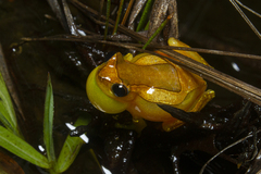 Dendropsophus elegans