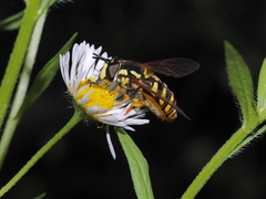 Chrysotoxum cautum