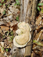 Trametes aesculi