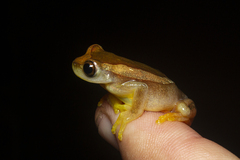 Dendropsophus elegans
