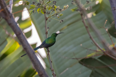 Nectarinia famosa famosa