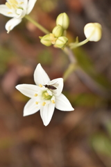 Phthiriinae