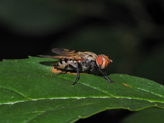 Otites