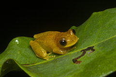 Dendropsophus minutus