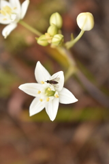 Phthiriinae