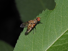 Otites