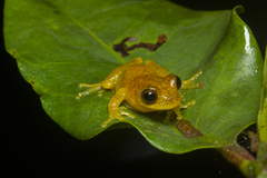 Dendropsophus minutus