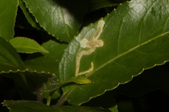 Liriomyza flavolateralis