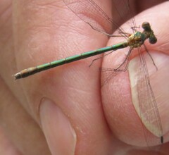 Lestes dryas