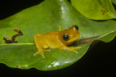 Dendropsophus minutus