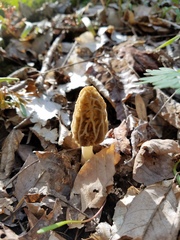 Morchella diminutiva