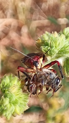 Apiomerus flaviventris