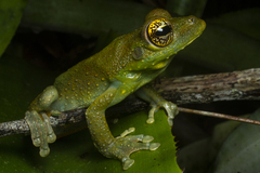 Itapotihyla langsdorffii