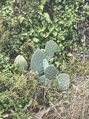 Opuntia tunoidea