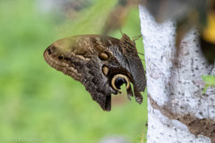 Caligo illioneus