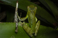 Itapotihyla langsdorffii