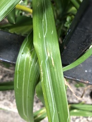 Ophiomyia kwansonis