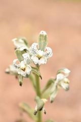 Chloraea galeata