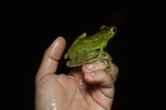 Itapotihyla langsdorffii