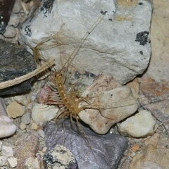 Scutigera linceci