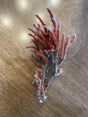 Clathria prolifera