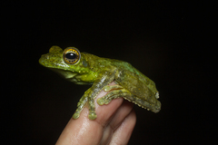 Itapotihyla langsdorffii