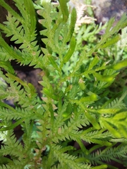 Selaginella delicatula