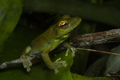 Itapotihyla langsdorffii
