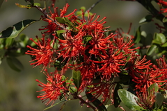 Embothrium coccineum