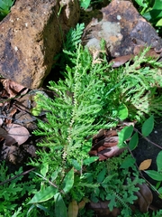 Selaginella delicatula