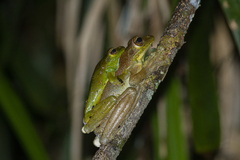 Itapotihyla langsdorffii