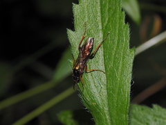 Tenthredopsis
