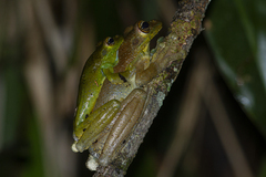 Itapotihyla langsdorffii