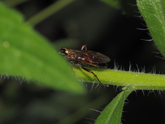Tenthredopsis
