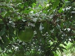 Crescentia cujete