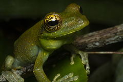 Itapotihyla langsdorffii