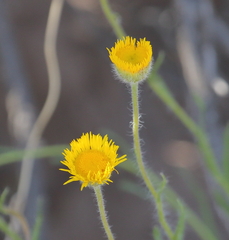 Hysterionica jasionoides