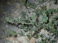 Acleisanthes longiflora