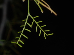 Vachellia schottii