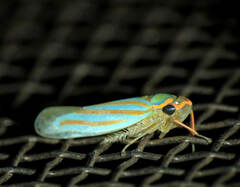 Ferrariana trivittata