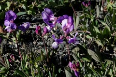 Lathyrus magellanicus