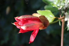 Coccinea