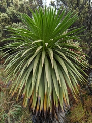 Argyroxiphium grayanum