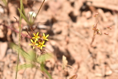 Quinchamalium chilense