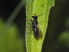 Hylaeus